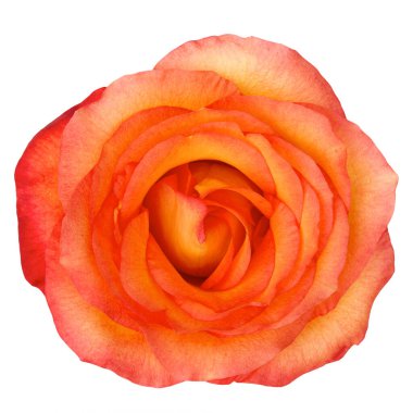 Beyaz arka planda izole edilmiş turuncu gül çiçeği. Stüdyo çekimi..