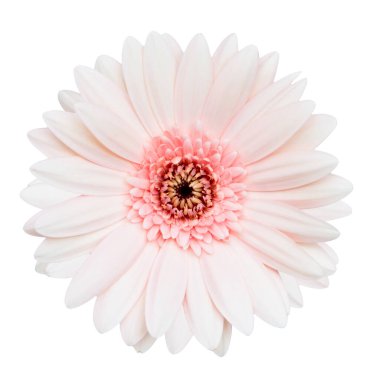 Pembe Gerbera çiçeğinin beyaz arkaplanda izole edilmiş üst görüntüsü.