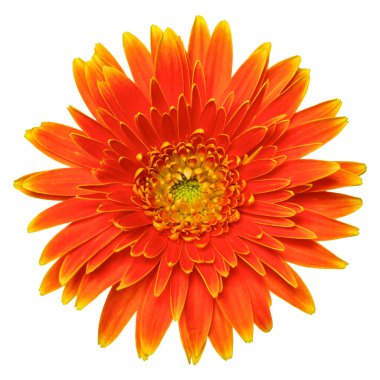 Beyaz arkaplanda kırmızı turuncu Gerbera çiçeğinin üst görüntüsü izole edilmiş.