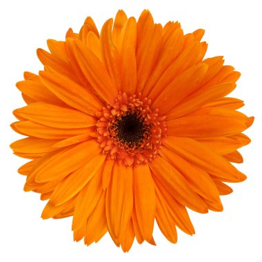 Beyaz arkaplanda kırmızı turuncu Gerbera çiçeğinin üst görüntüsü izole edilmiş.