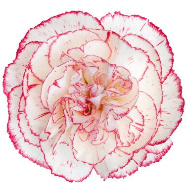 Beyaz karanfil çiçeğinin beyaz arkaplanda izole edilmiş üst görüntüsü..