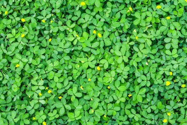 stock image Nature Green Leaves background.