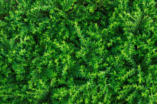 stock image Nature Green Leaves background.