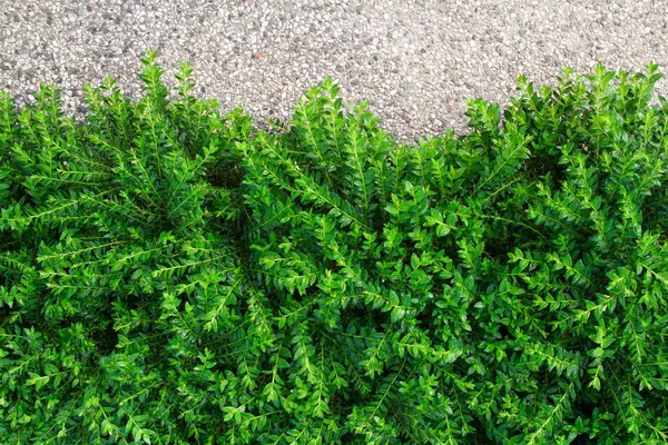 stock image Green Leaves background with copy space.