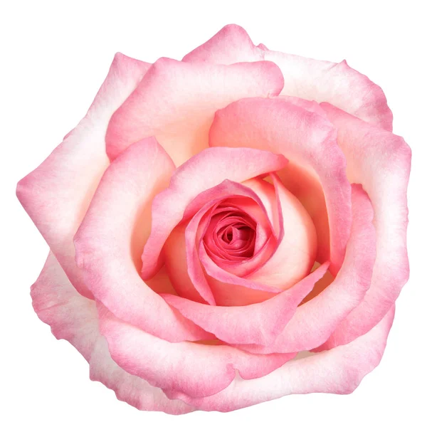 Güzel Pembe Gül Çiçeği beyaz arka planda izole edilmiş. Stüdyo ışıkları.