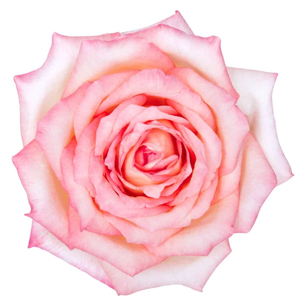 Piękny Różowy Kwiat Róży Odizolowany Białym Tle Światła Studyjne — Zdjęcie stockowe
