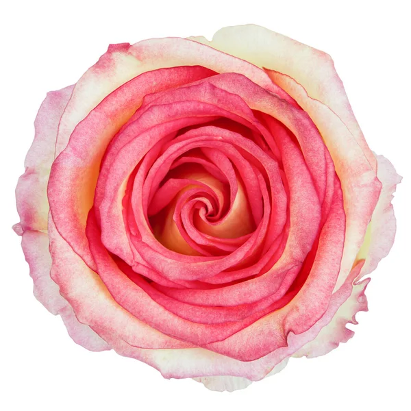 stock image Beautiful Bright Pink Rose Flower isolated on white background. Studio lights.