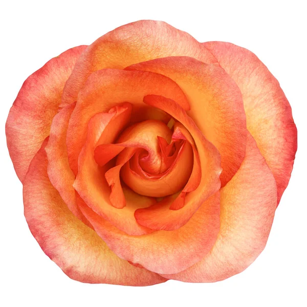 Kwiat Róży Pomarańczowej Odizolowany Białym Tle Studio Shot — Zdjęcie stockowe