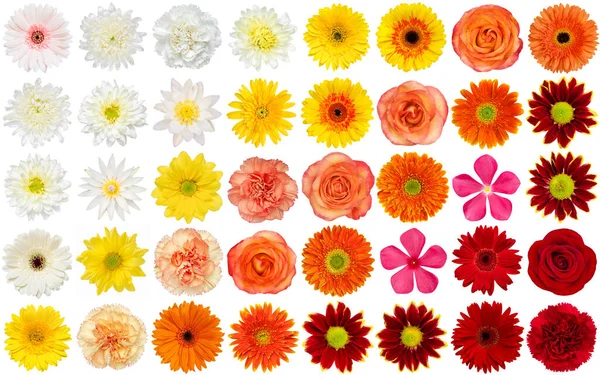 Big Collection Set Various Colorful Flowers Isolated White Background Studio — Stock Photo, Image