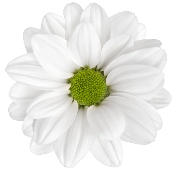白色菊花在白色背景上被隔离的顶部视图 — 图库照片