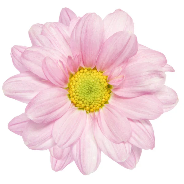 Horní Pohled Růžové Květy Chryzantémy Izolované Bílém Pozadí — Stock fotografie