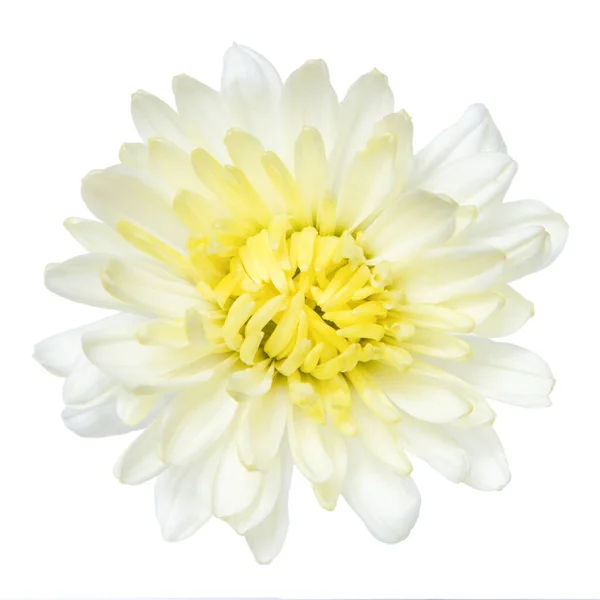 Κορυφαία Θέα Του Λευκού Χρυσάνθεμου Λουλούδι Απομονωθεί Λευκό Φόντο — Φωτογραφία Αρχείου