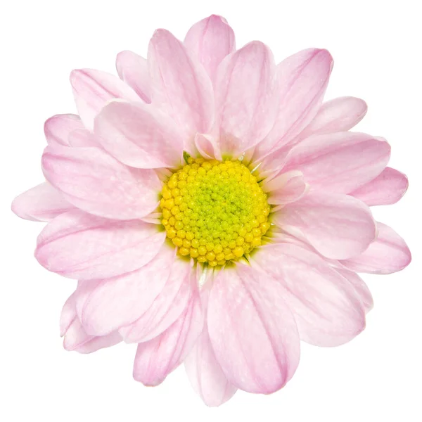 Vista Superior Flor Crisântemo Rosa Isolada Fundo Branco — Fotografia de Stock
