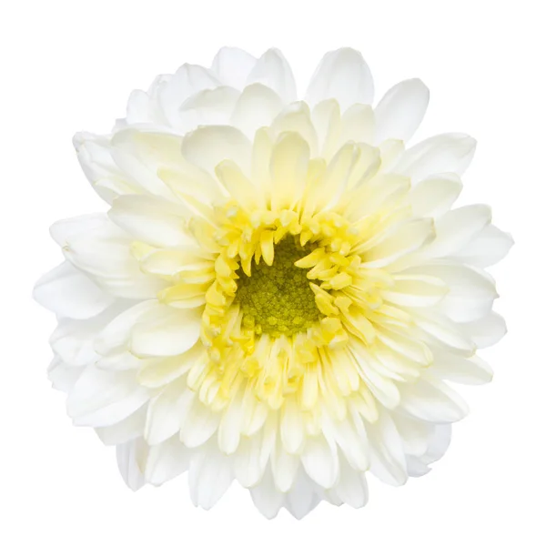Vista Superior Flor Crisântemo Branco Isolado Fundo Branco — Fotografia de Stock