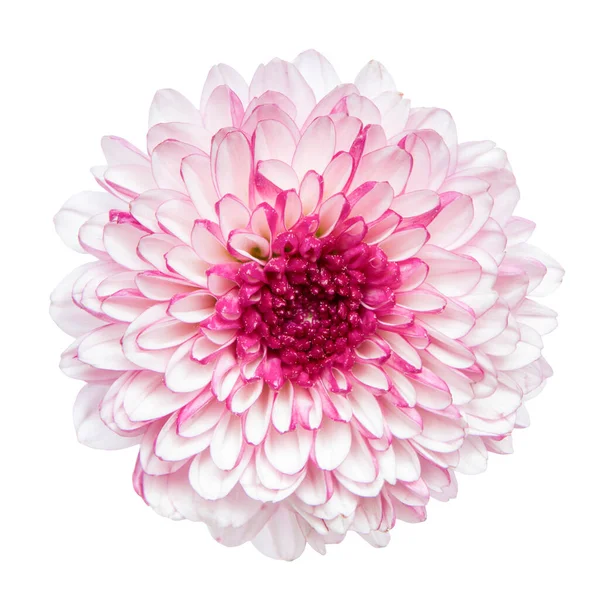 Vista Superior Flor Crisântemo Rosa Isolada Fundo Branco — Fotografia de Stock