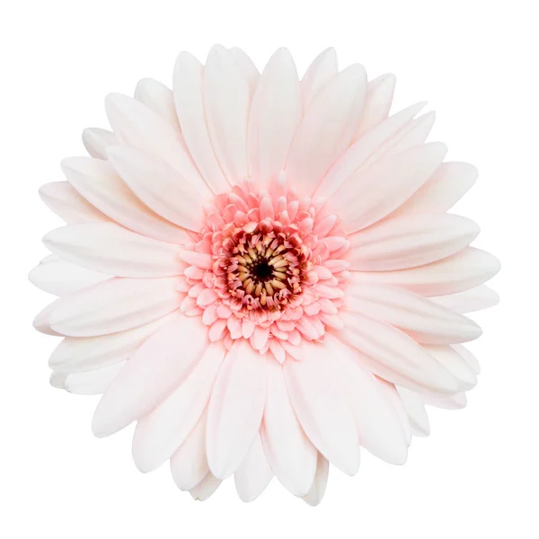 白色背景下隔离的粉红芙蓉花的顶部视图 — 图库照片