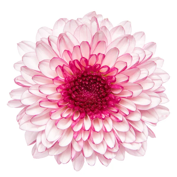 Vue Dessus Fleur Chrysanthème Rose Isolée Sur Fond Blanc — Photo