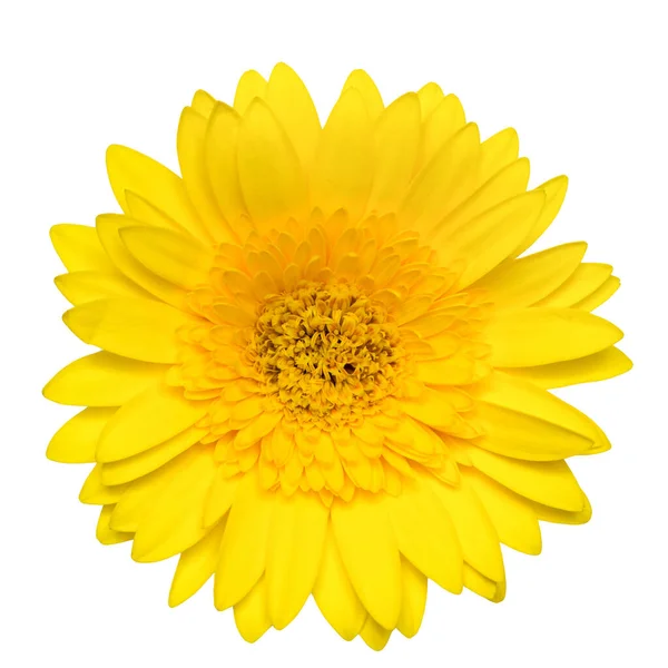 Horní Pohled Žluté Gerbera Květiny Izolované Bílém Pozadí — Stock fotografie