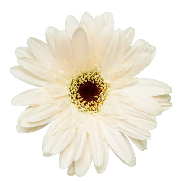 Vista Superior Flor Gerbera Branca Isolada Fundo Branco — Fotografia de Stock