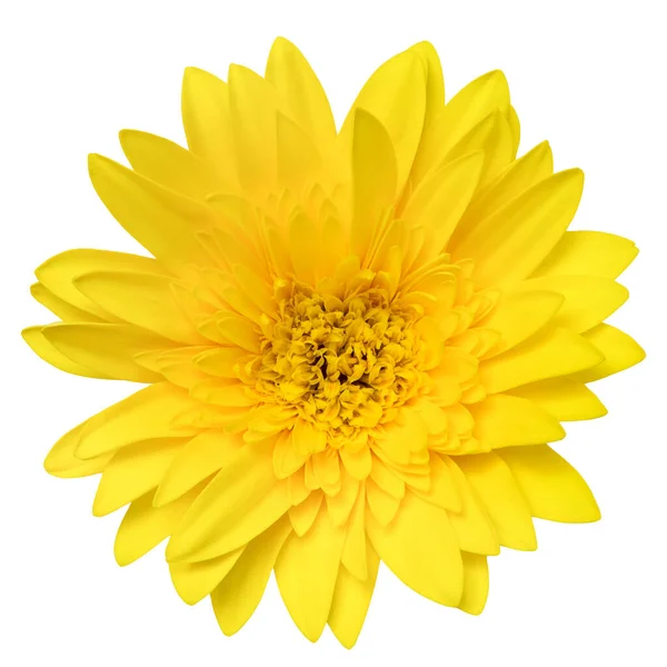 Top View Yellow Gerbera Flower Isolated White Background — Stock Photo, Image