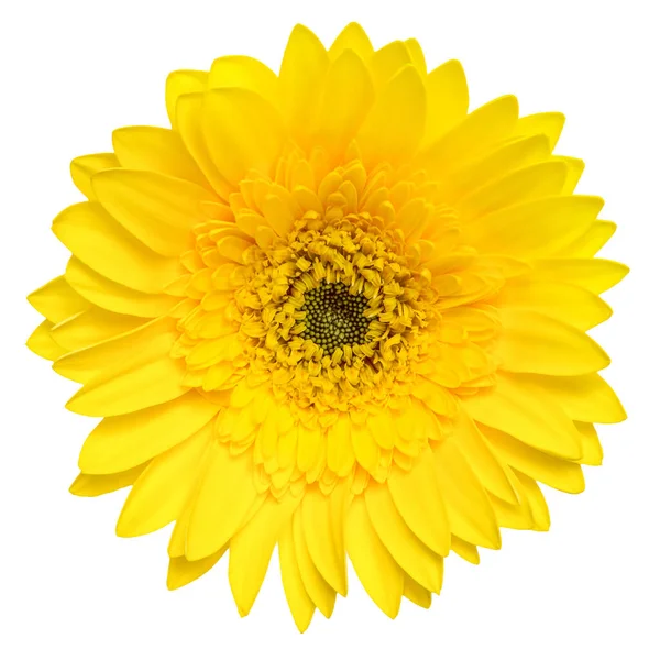 Vista Superior Flor Gerbera Amarela Isolada Fundo Branco — Fotografia de Stock