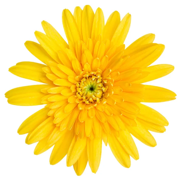Horní Pohled Žluté Gerbera Květiny Izolované Bílém Pozadí — Stock fotografie