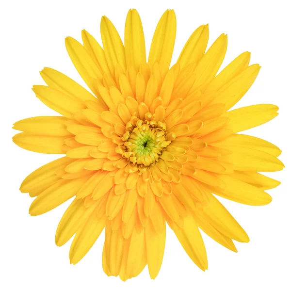 Vista Superior Flor Gerbera Amarela Isolada Fundo Branco — Fotografia de Stock