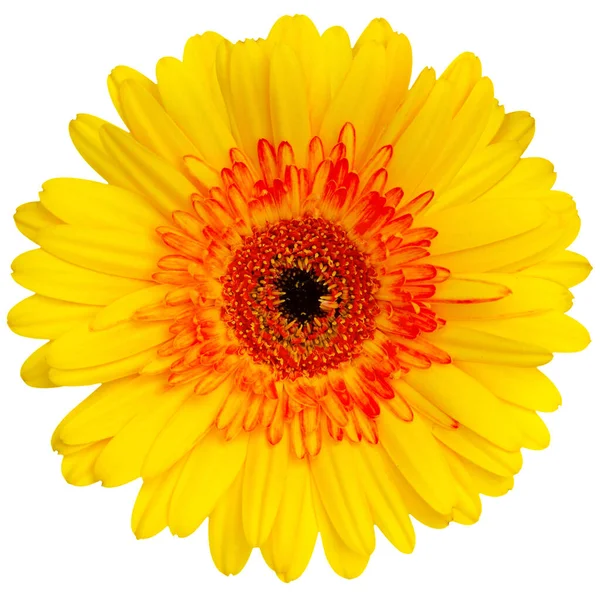 Horní Pohled Bílou Gerbera Květiny Izolované Bílém Pozadí — Stock fotografie