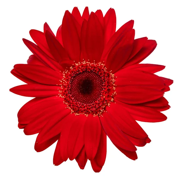 Top View Red Gerbera Flower Isolated White Background — Stock Photo, Image