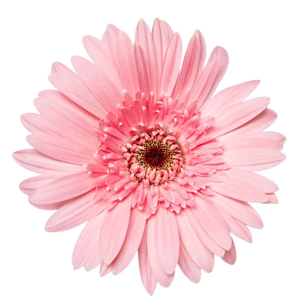 Top View Pink Gerbera Flower Isolated White Background — Stock Photo, Image