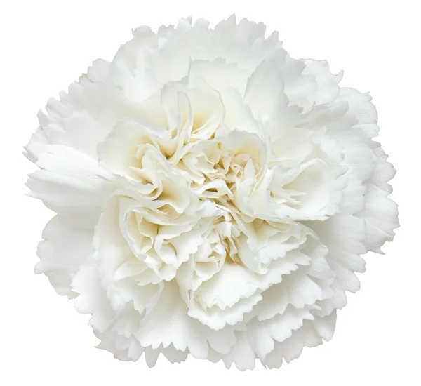 Widok Góry Biały Goździk Kwiat Izolowany Białym Tle Studio Shot — Zdjęcie stockowe