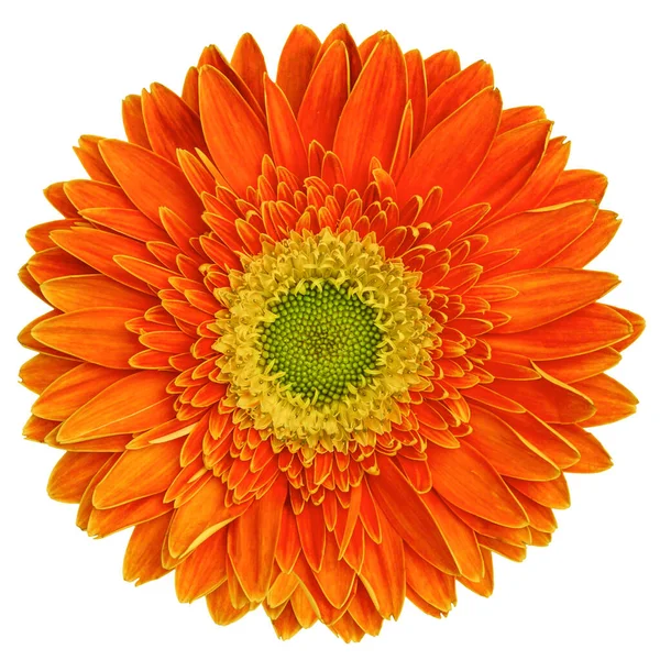 Top View Red Orange Gerbera Flower Isolated White Background — Stock Photo, Image