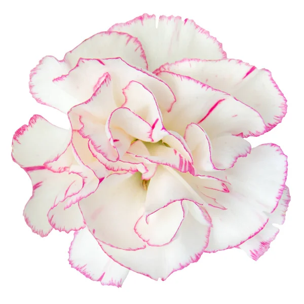 Widok Góry White Pink Goździk Kwiat Izolowany Białym Tle Studio — Zdjęcie stockowe