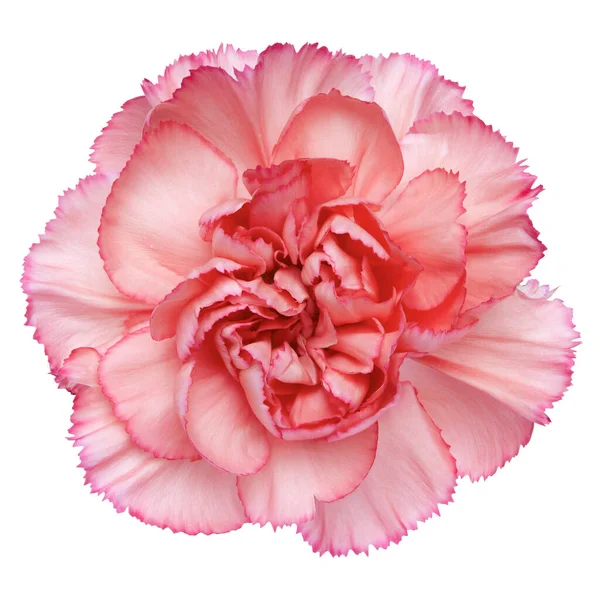 白地に孤立したピンク色のカーネーションの花のトップビュー スタジオショット — ストック写真