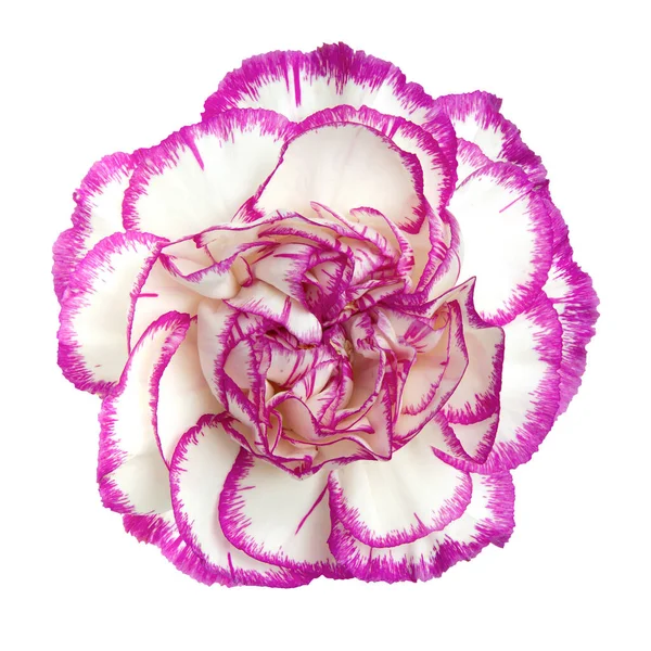 Top View White Purple Carnation Flower Isolated White Background Studio — Stock Photo, Image