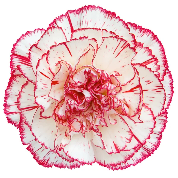 Widok Góry Biały Czerwony Kwiat Goździka Izolowane Białym Tle Studio — Zdjęcie stockowe