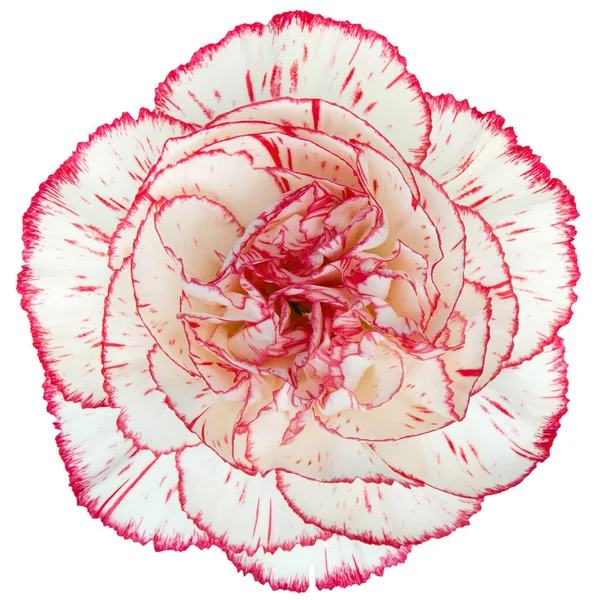 Vista Superior Flor Cravo Vermelho Branco Isolado Fundo Branco Estúdio — Fotografia de Stock