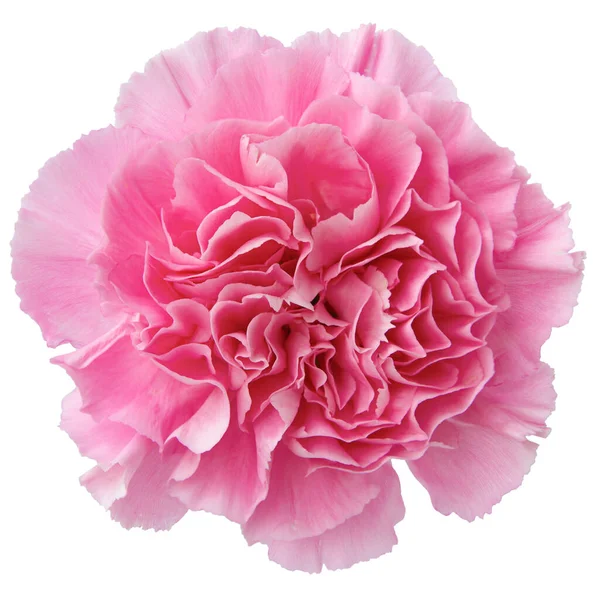 Κάτοψη Του Ροζ Λουλούδι Γαρύφαλλο Απομονώνονται Λευκό Φόντο Studio Shot — Φωτογραφία Αρχείου