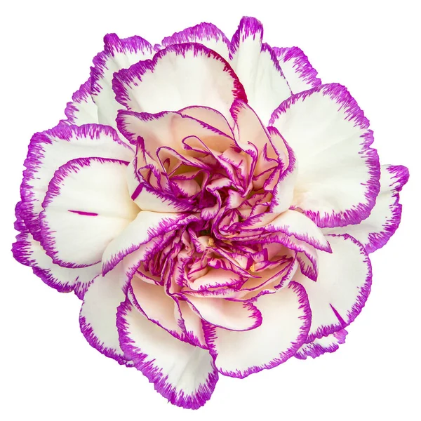 Widok Góry White Purple Goździków Kwiat Izolowany Białym Tle Studio — Zdjęcie stockowe