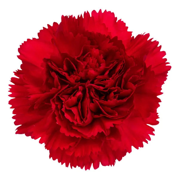 Widok Góry Czerwony Goździk Kwiat Izolowany Białym Tle Studio Shot — Zdjęcie stockowe