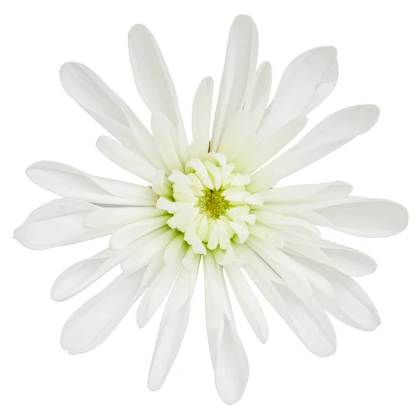 Vista Superior Flor Crisântemo Branco Isolado Fundo Branco Estúdio Tiro — Fotografia de Stock