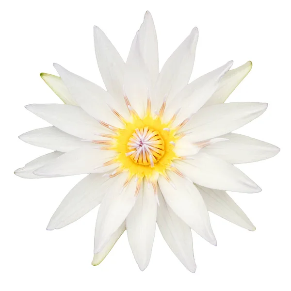 Top View White Lotus Flower Isolated White Background — Stock Photo, Image