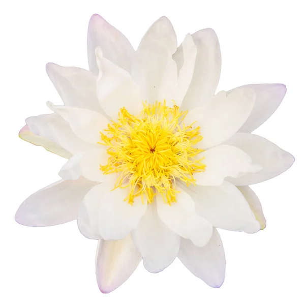Vista Superior Flor Lótus Branco Isolado Fundo Branco — Fotografia de Stock