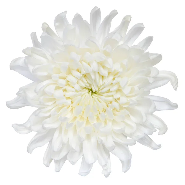 Vue Dessus Fleur Chrysanthème Blanc Isolé Sur Fond Blanc — Photo