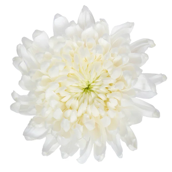 Pohled Bílou Chryzantélia Květinu Izolovaný Bílém Pozadí — Stock fotografie