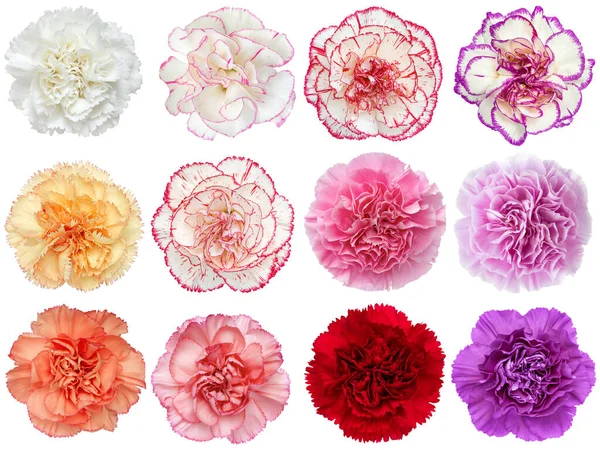 Zestaw Kolorowych Kwiatów Goździków Odizolowanych Białym Tle Studio Strzał — Zdjęcie stockowe