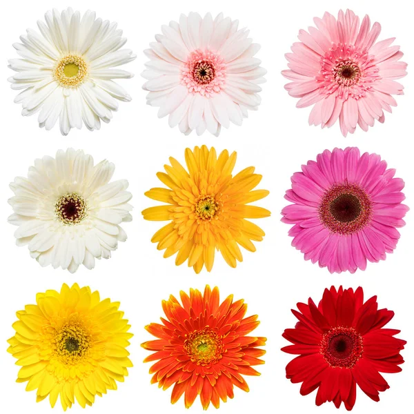 Set Colorful Gerbera Roses Flowers Collection Isolated White Background Red — Stock Photo, Image