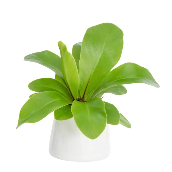 House Plant Una Pianta Vaso Felce Nido Uccello Isolato Sfondo — Foto Stock