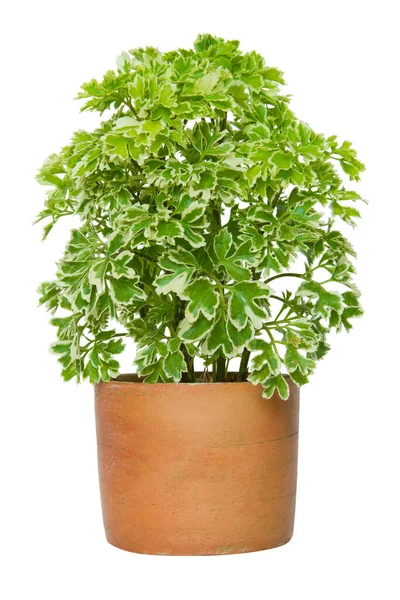 Woonplant Letterbeeld Van Een Potplant Isoleren Witte Achtergrond Met Clipping — Stockfoto