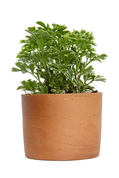 Zimmerpflanze Schriftbild Einer Topfpflanze Isoliert Auf Weißem Hintergrund — Stockfoto